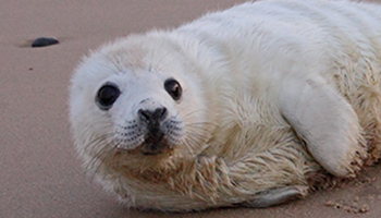 seal pup found alone