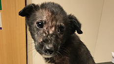 Jack the dog before © RSPCA