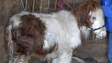 Jingles the horse before © RSPCA