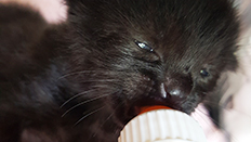 10 week old kitten feeding © RSPCA
