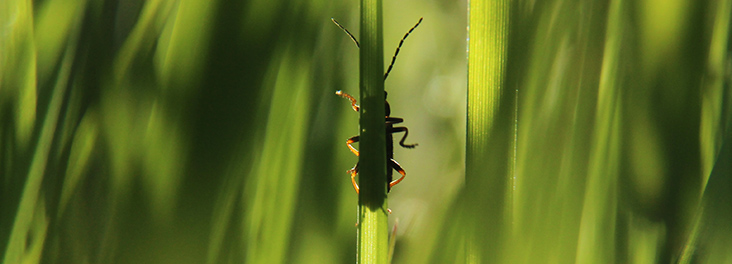 Close up of insect on a blade of grass Close up of insect on a blade of grass