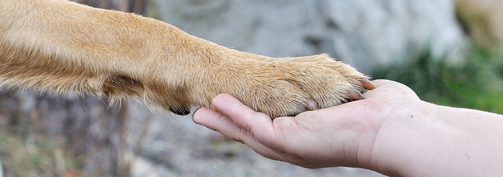 Dog paw on a human hand © Pezibear