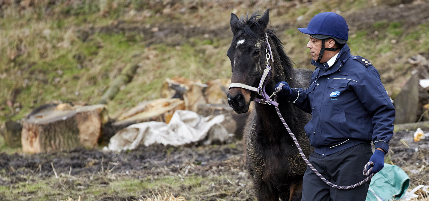 Inspector investigating horse cruelty complaint