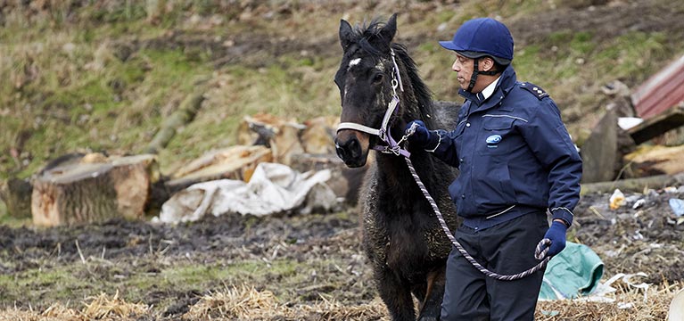 Inspector investigating horse cruelty complaint