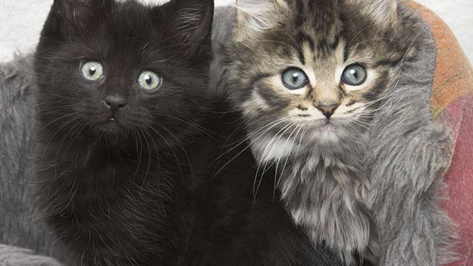 Could you give a black cat a home this halloween?
