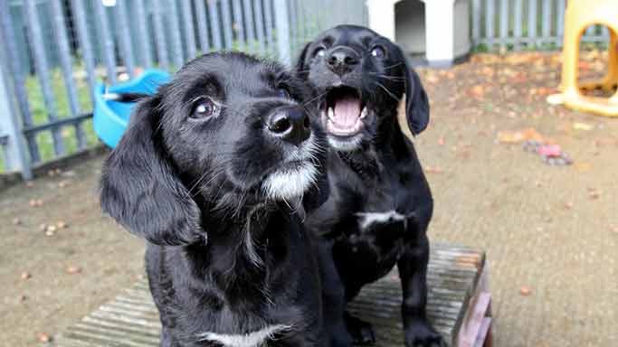 Puppies at play © RSPCA Photolibrary