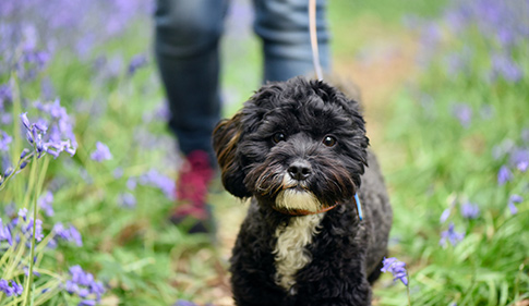 Rehomed puppy Dotty out for a walk