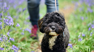 Rehomed puppy Dotty out for a walk