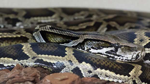 Royal python in RSPCA care © RSPCA