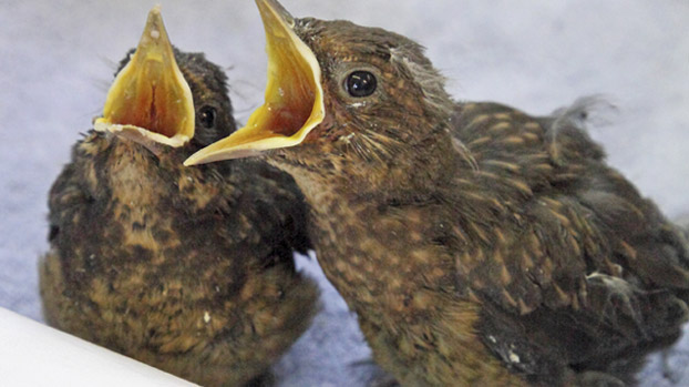 Two fledgling blackbirds being fed © RSPCA