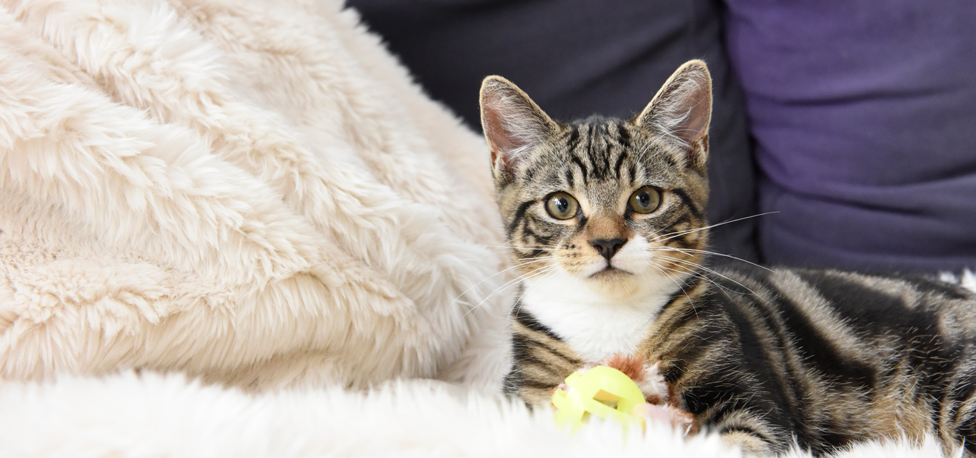 Rehomed cat happy in new home