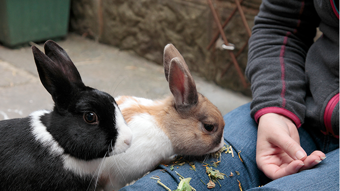 Dutch rabbits Sweetcorn and Squash © RSPCA Photolibrary