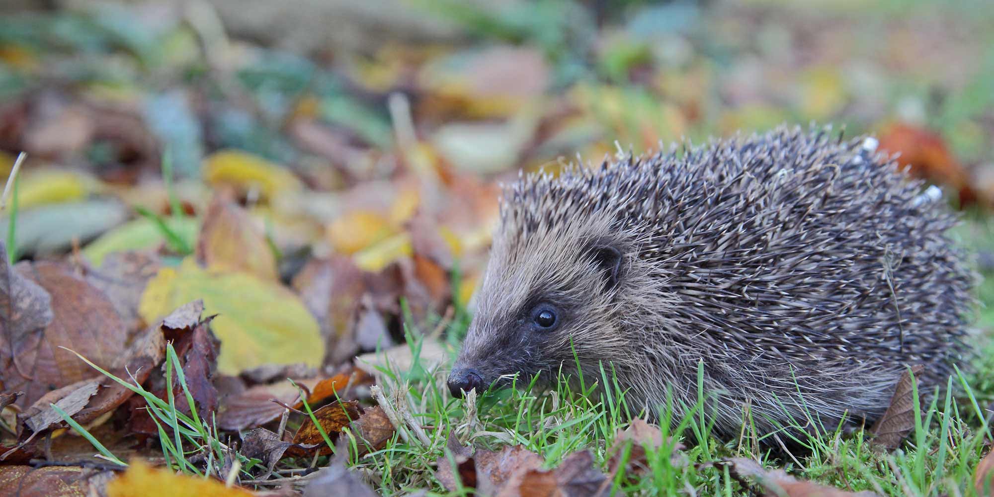 Hedgehog in autumn leaves© RSPCA photolibrary