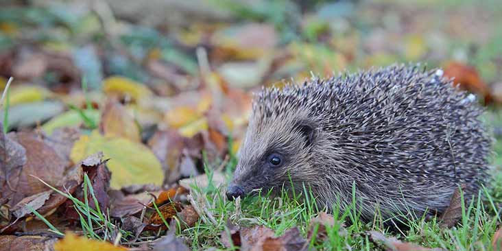 Hedgehog in autumn leaves© RSPCA photolibrary