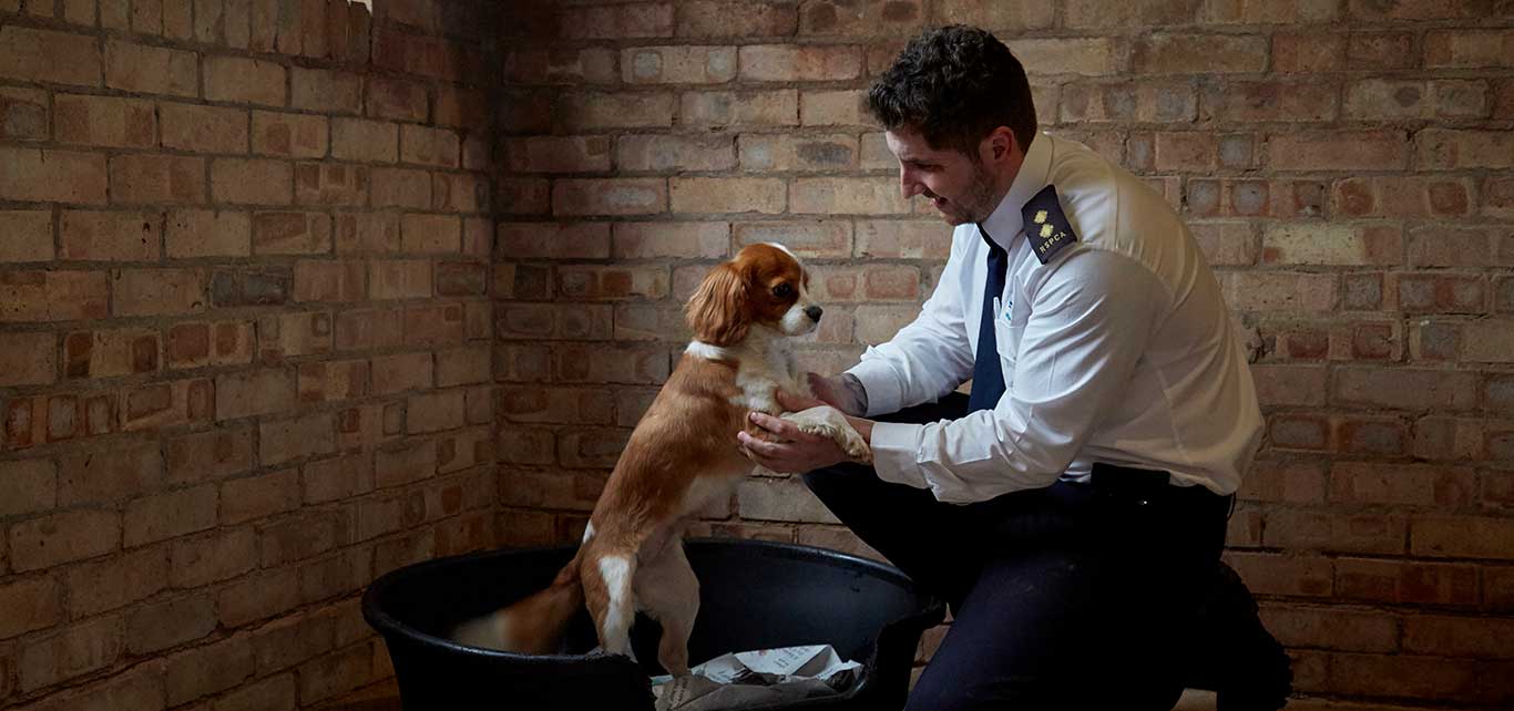 Inspector investigating cruelty complaint