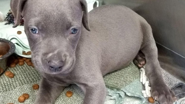 Rescued dog Mia © RSPCA