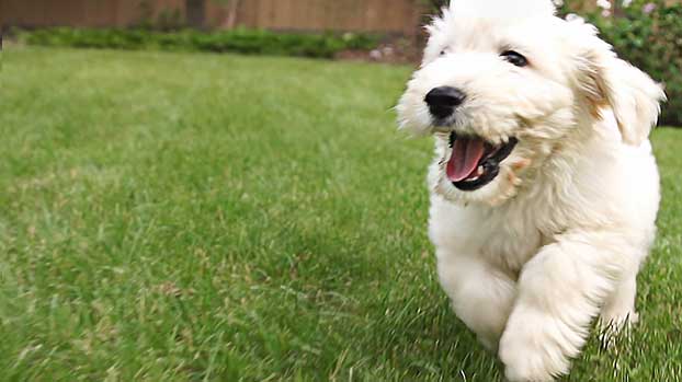 Puppy running in a garden © RSPCA