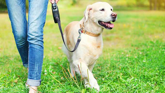 Dog walking with owner © RSPCA