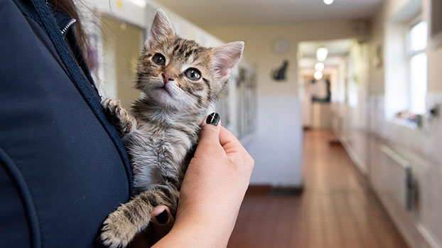 Kitten being help © RSPCA