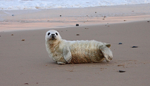 Grey seal pup found alone on a beach