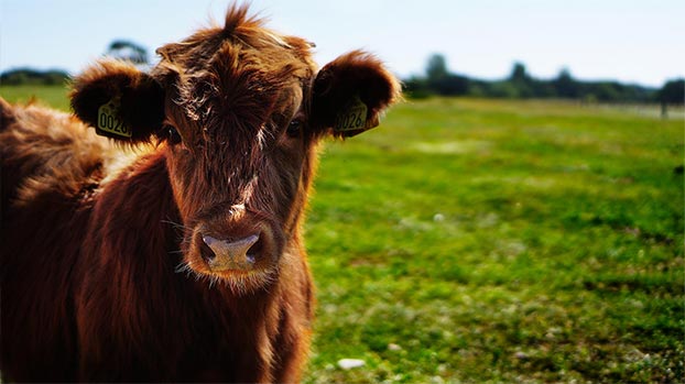 Cow in a field © RSPCA