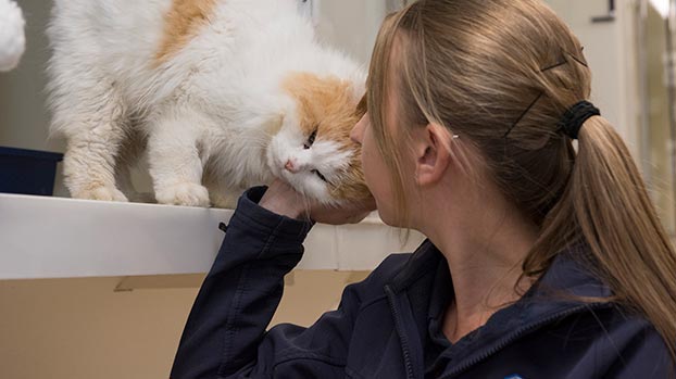 Cat being cared for at an animal centre